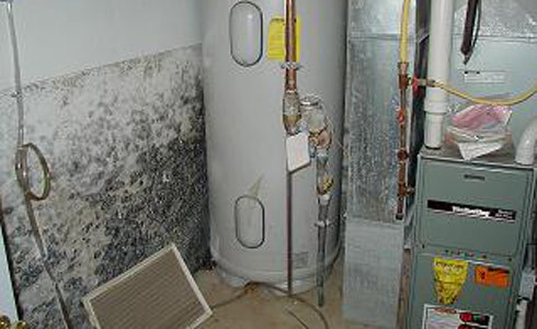 Mold can develop quickly and become an expensive repair
