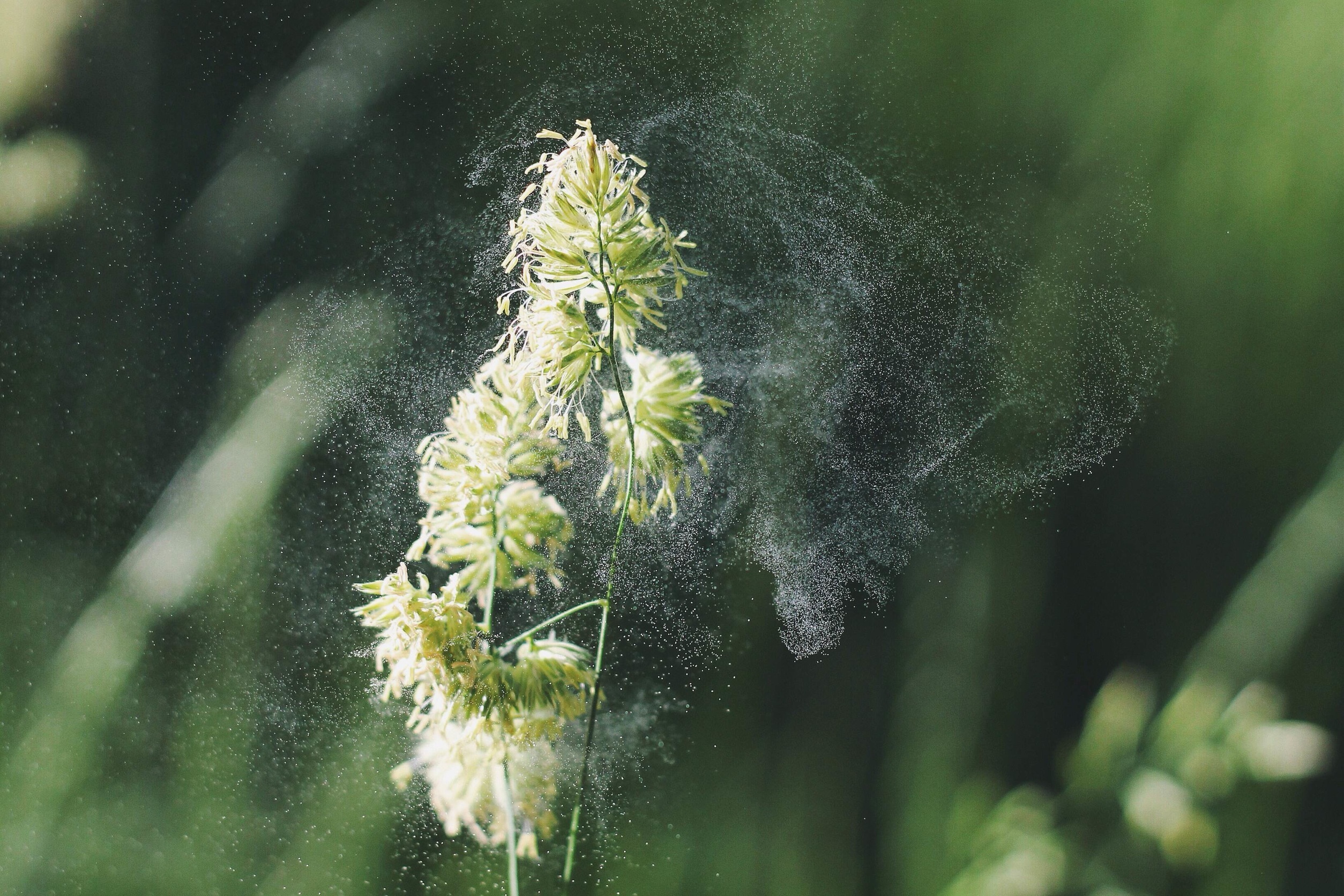 Allergy season is a time to allergy-proof your house.