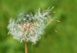 Pollen | Intek Sioux Falls