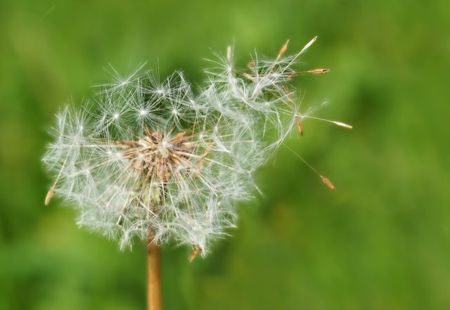 Pollen | Intek Sioux Falls