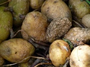 Potatoes with mildew