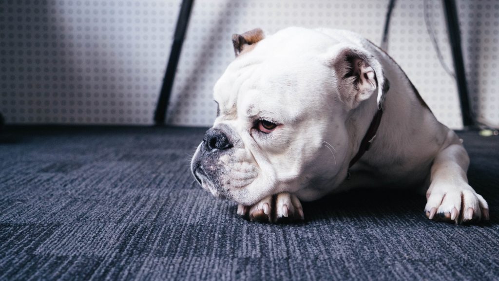 How To Clean And Prevent Puppy Accidents On Your Carpet Intek Tips For Puppy Potty Training Best Carpet Cleaning Sioux Falls