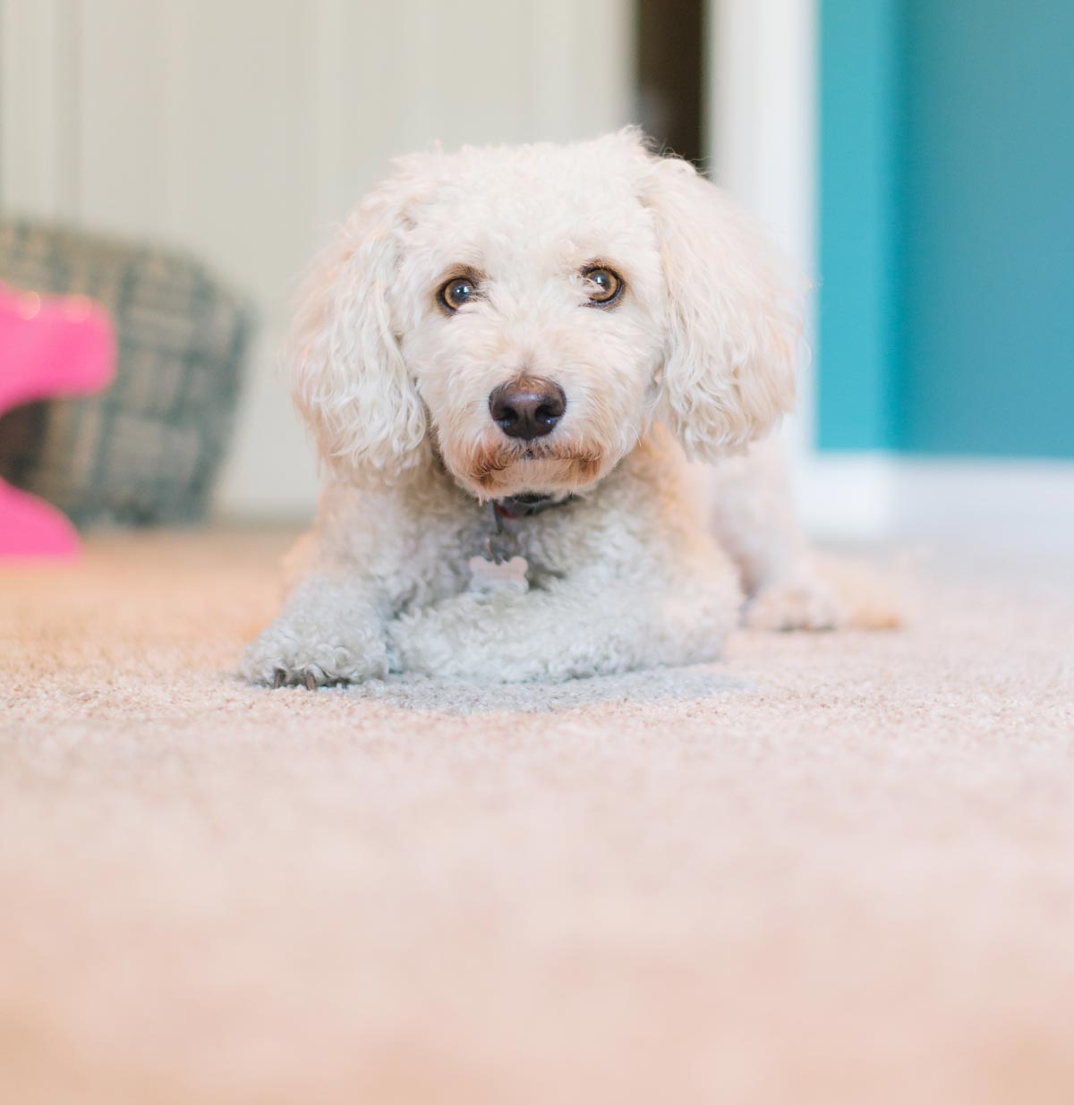 Carpet Cleaning Estimates for Sioux Falls Homeowners