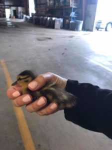 Baby ducklings found and saved by Intek crew.