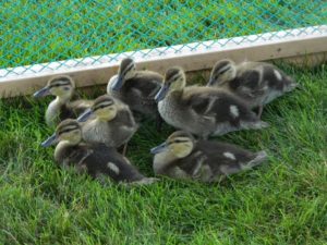 Baby ducks, two weeks after big rescued by Intek water technicians.