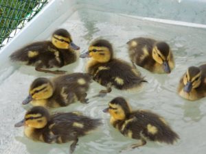 Baby ducks, a week after being rescued by the Intek team.