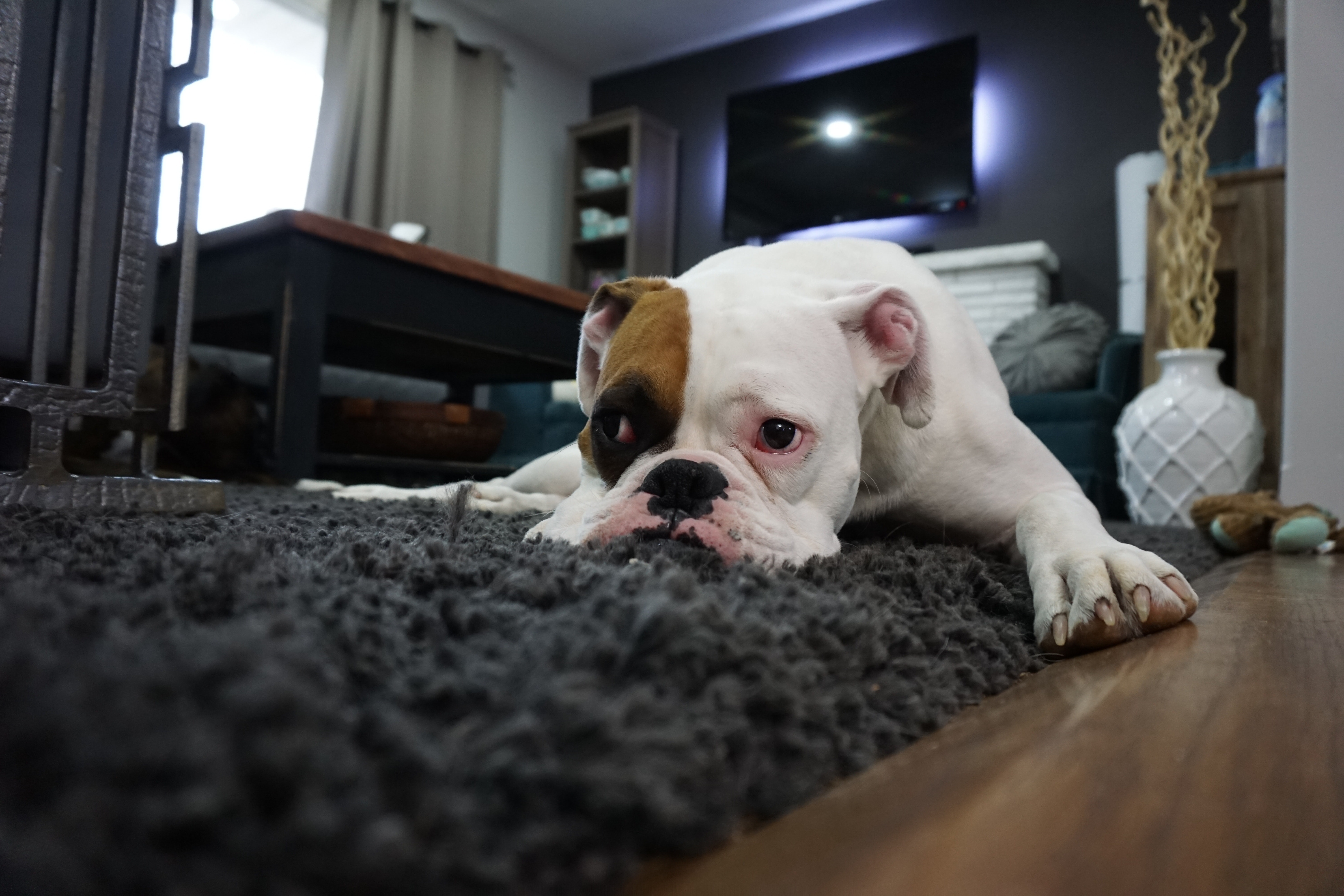 The best of carpet cleaning tips, all in one place!