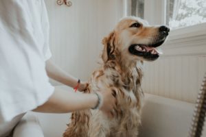 Dog being bathed to remove pet odors in home