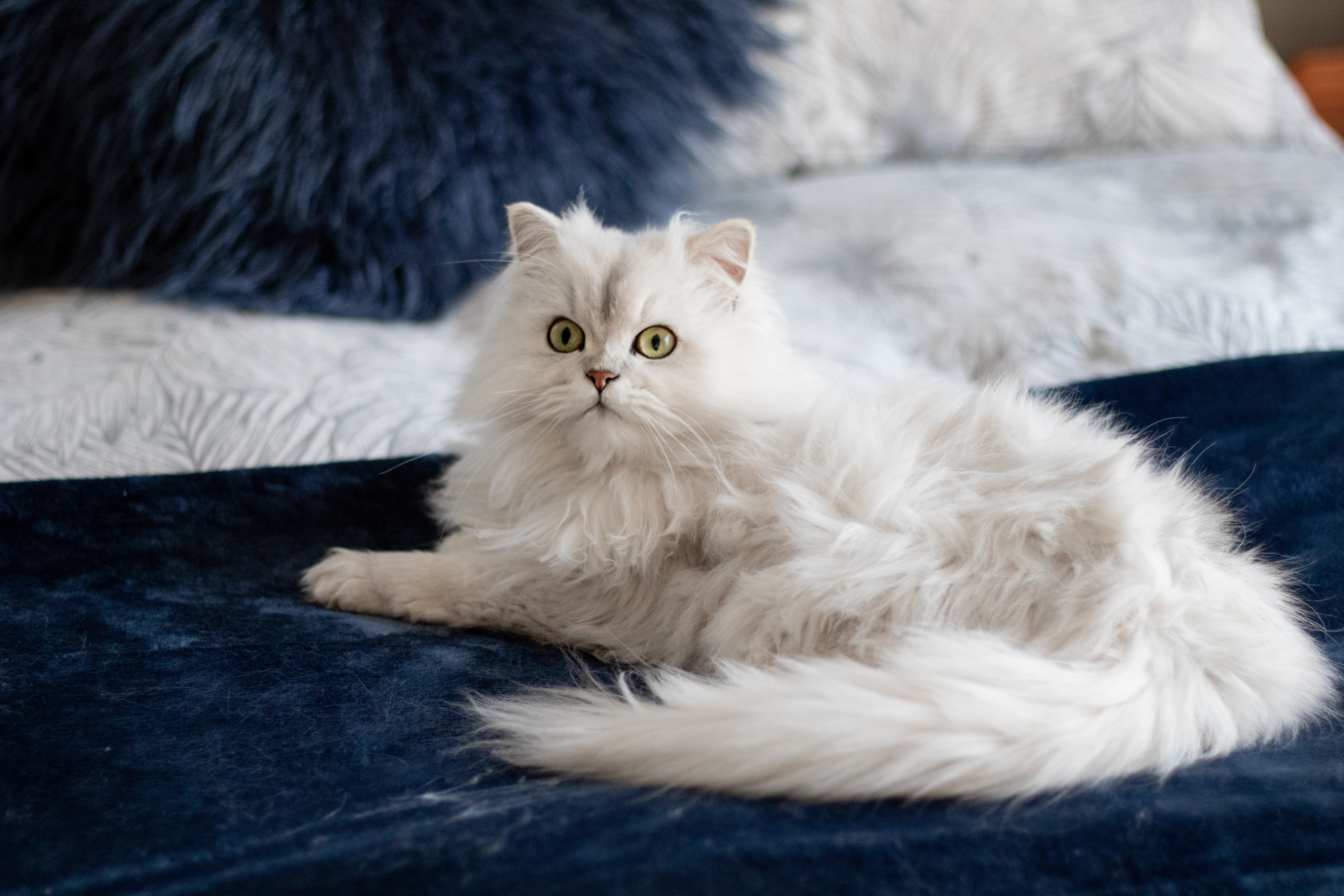 An alarmed cat, wondering why pet smells still exist in her Sioux Falls home