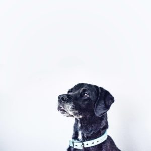 This Sioux Falls dog might poop on your carpet.