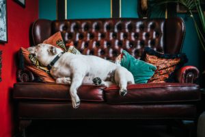 A dog on furniture, which is why you may need furniture cleaning in Sioux Falls