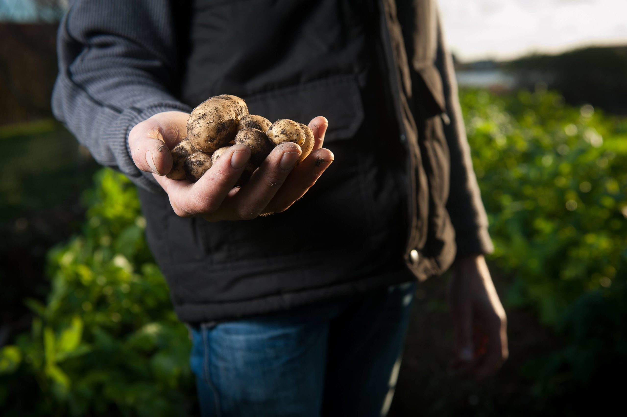 Man holding potatoes in hand