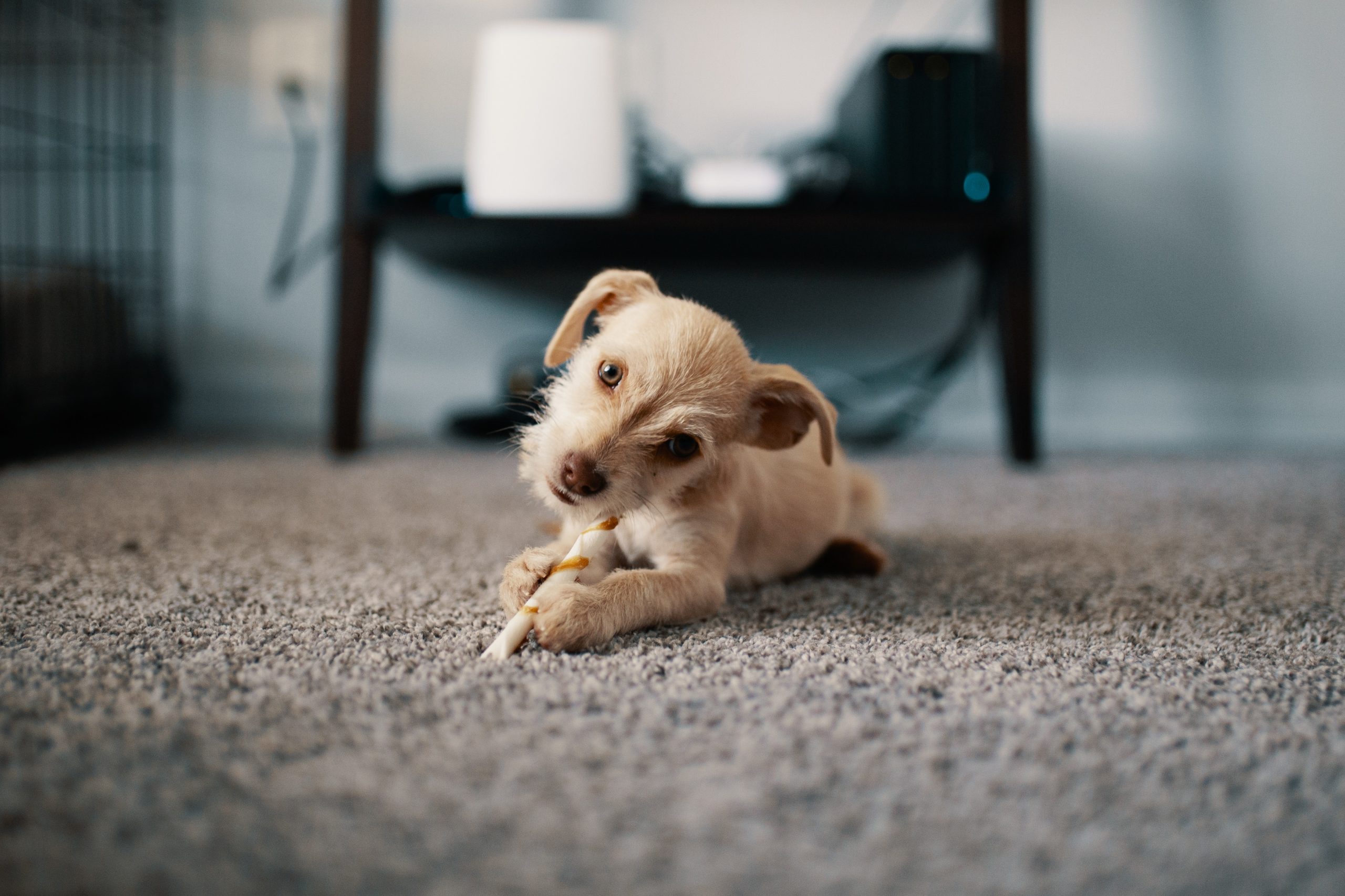 Keep Carpets Clean with New Pets | Intek