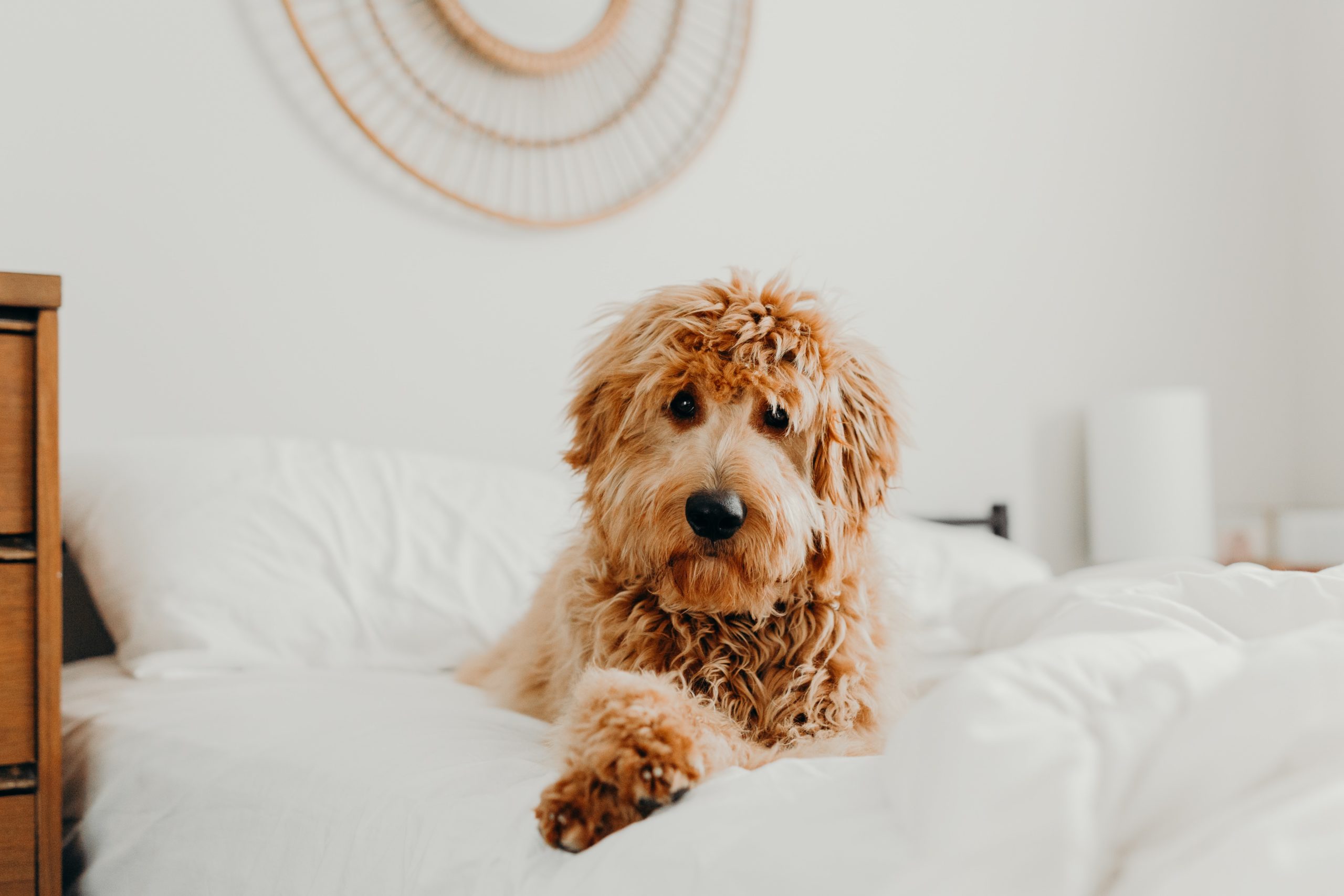 How to Handle Pet Hair at Home